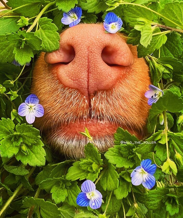 Meet Milo, The Adorable Dog Who Uses His Nose To Inspire Incredible Photographs (28 Pics)
