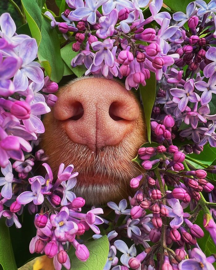 Meet Milo, The Adorable Dog Who Uses His Nose To Inspire Incredible Photographs (28 Pics)