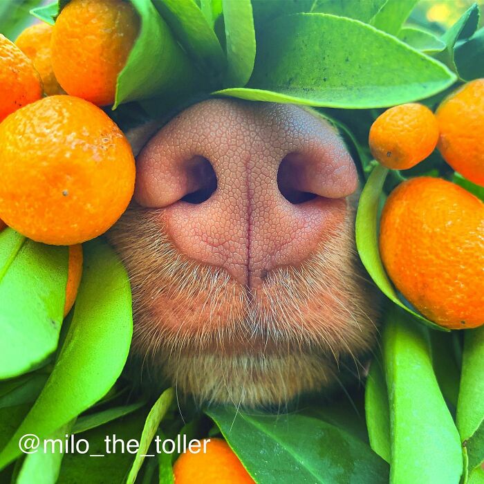 Meet Milo, The Adorable Dog Who Uses His Nose To Inspire Incredible Photographs (28 Pics)