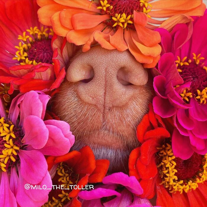 Meet Milo, The Adorable Dog Who Uses His Nose To Inspire Incredible Photographs (28 Pics)