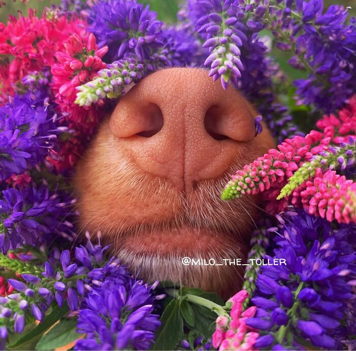 Meet Milo, The Adorable Dog Who Uses His Nose To Inspire Incredible Photographs (28 Pics)