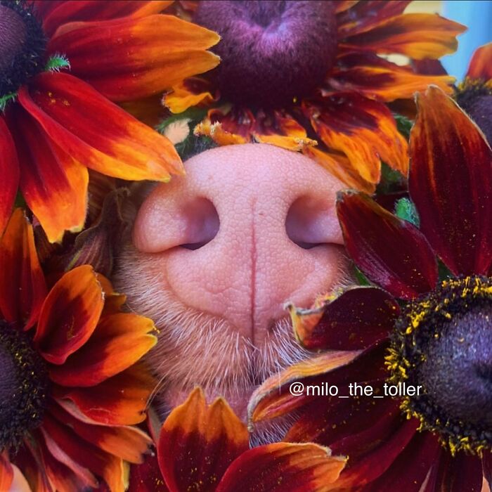 Meet Milo, The Adorable Dog Who Uses His Nose To Inspire Incredible Photographs (28 Pics)