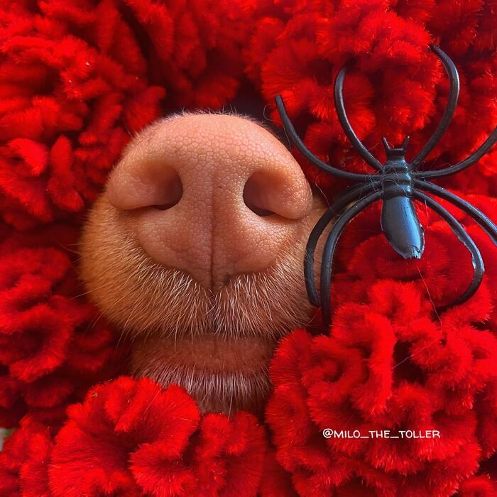 Meet Milo, The Adorable Dog Who Uses His Nose To Inspire Incredible Photographs (28 Pics)