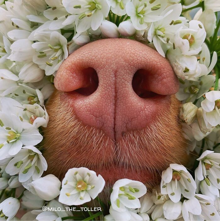 Meet Milo, The Adorable Dog Who Uses His Nose To Inspire Incredible Photographs (28 Pics)