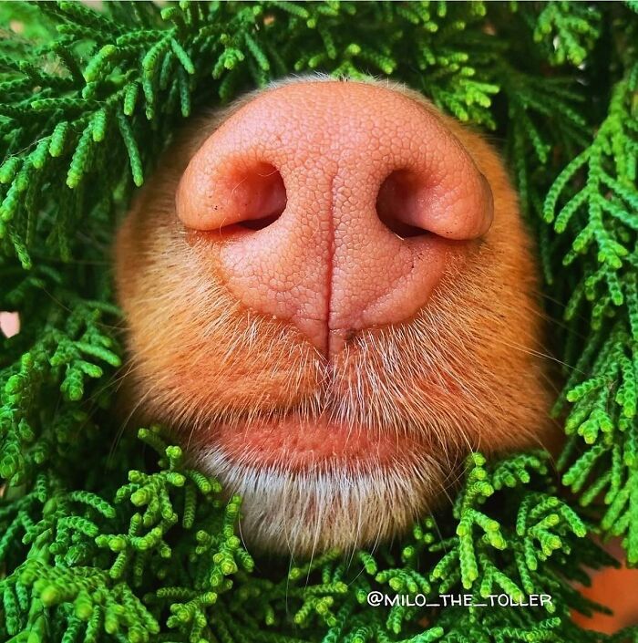 Meet Milo, The Adorable Dog Who Uses His Nose To Inspire Incredible Photographs (28 Pics)