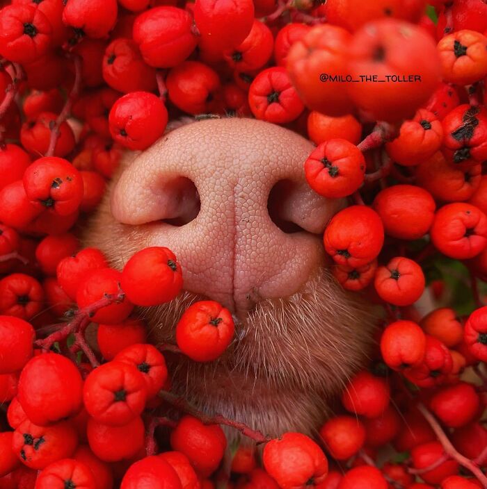 Meet Milo, The Adorable Dog Who Uses His Nose To Inspire Incredible Photographs (28 Pics)