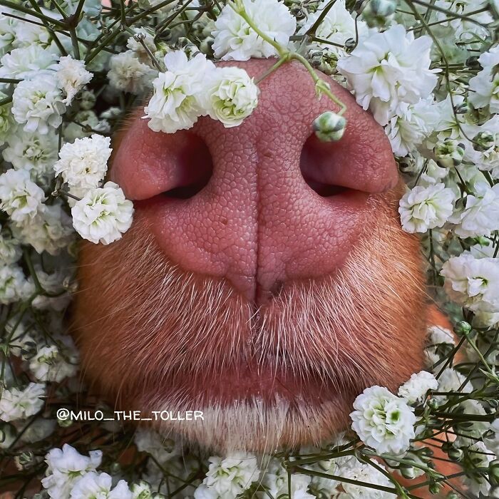 Meet Milo, The Adorable Dog Who Uses His Nose To Inspire Incredible Photographs (28 Pics)