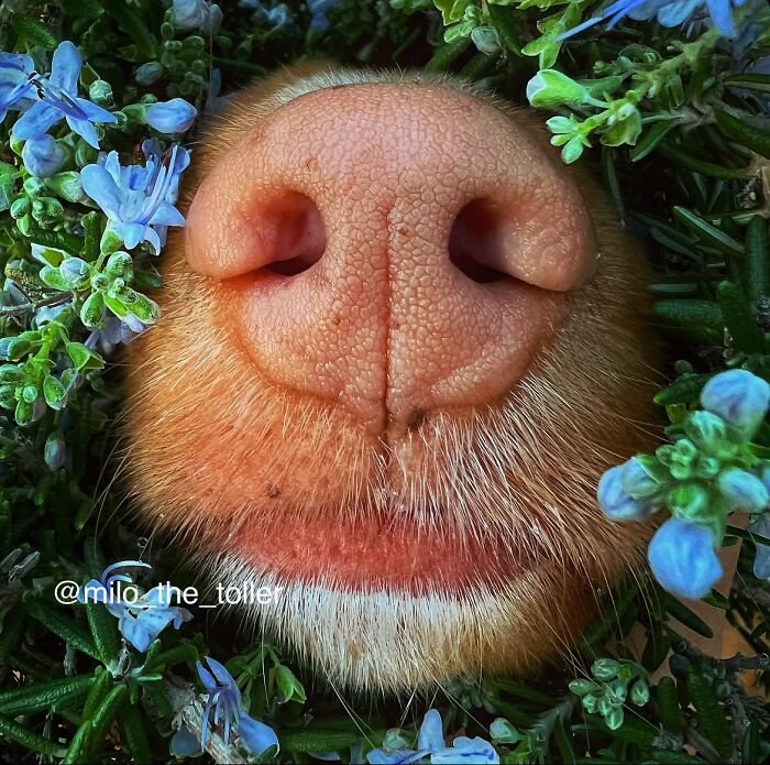 Meet Milo, The Adorable Dog Who Uses His Nose To Inspire Incredible Photographs (28 Pics)