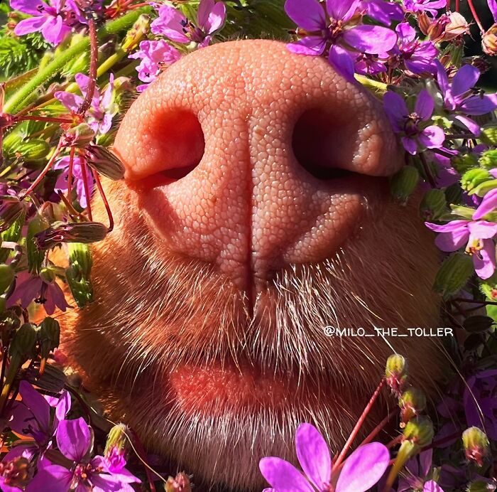 Meet Milo, The Adorable Dog Who Uses His Nose To Inspire Incredible Photographs (28 Pics)
