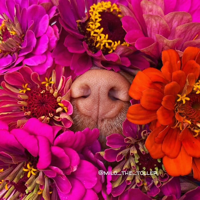 Meet Milo, The Adorable Dog Who Uses His Nose To Inspire Incredible Photographs (28 Pics)