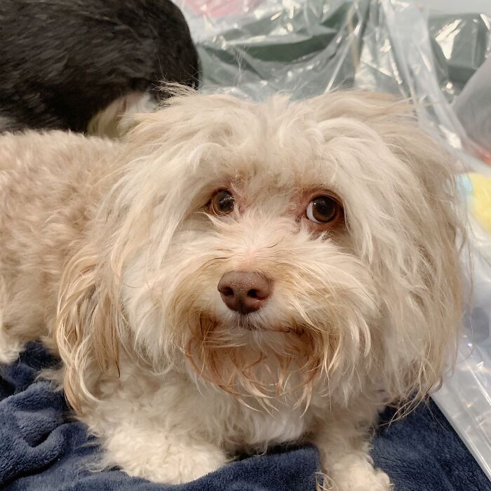 This Dog Has A Human-Like Face, And It's Creating A Buzz Online