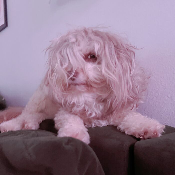 This Dog Has A Human-Like Face, And It's Creating A Buzz Online