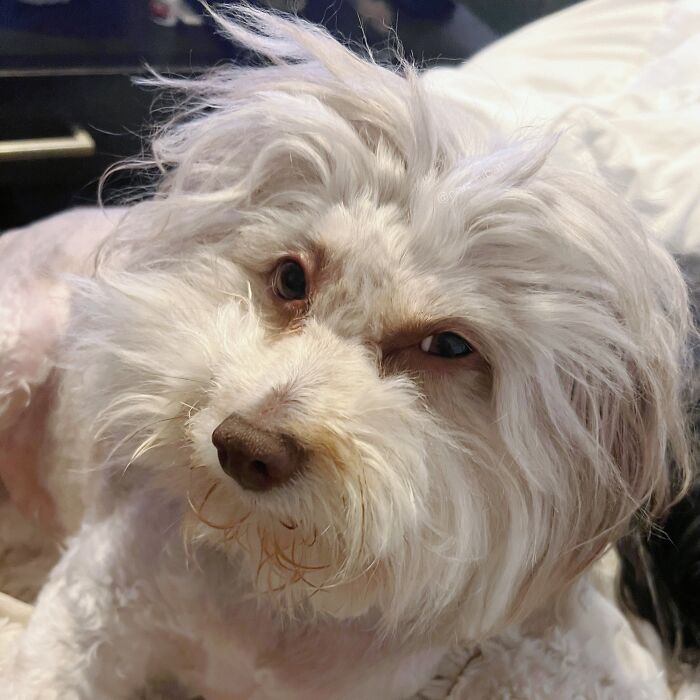 This Dog Has A Human-Like Face, And It's Creating A Buzz Online