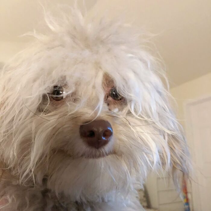 This Dog Has A Human-Like Face, And It's Creating A Buzz Online