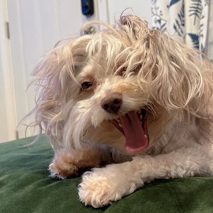 This Dog Has A Human-Like Face, And It's Creating A Buzz Online