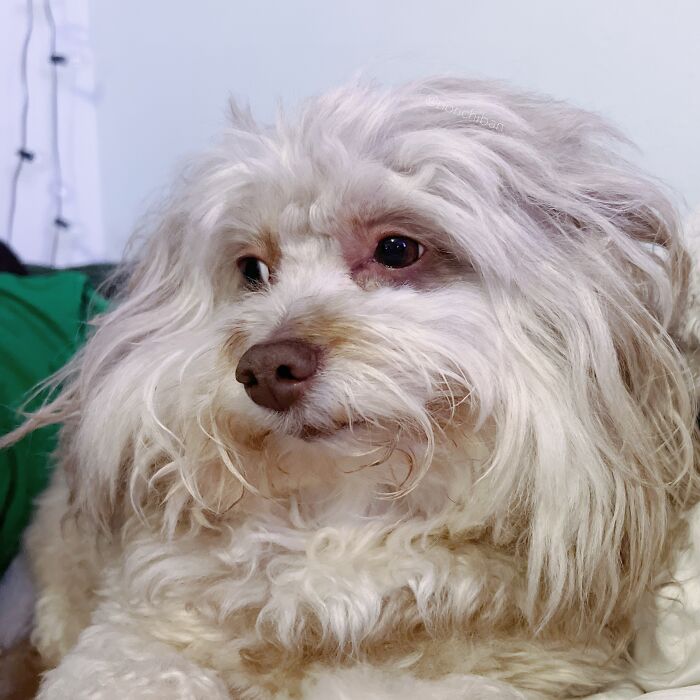 This Dog Has A Human-Like Face, And It's Creating A Buzz Online