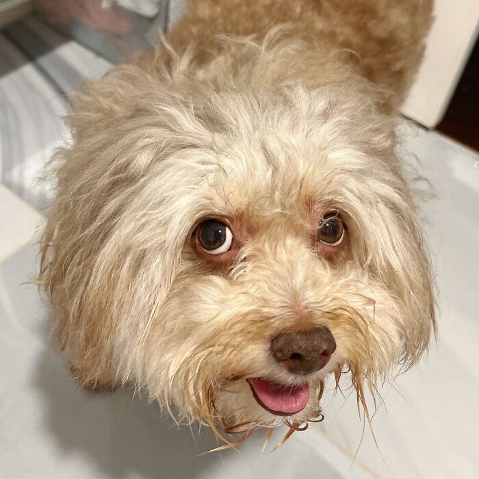 This Dog Has A Human-Like Face, And It's Creating A Buzz Online