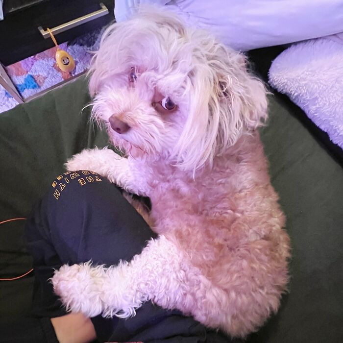 This Dog Has A Human-Like Face, And It's Creating A Buzz Online