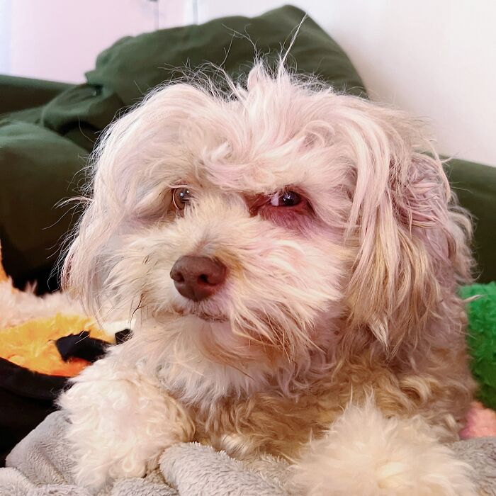 This Dog Has A Human-Like Face, And It's Creating A Buzz Online