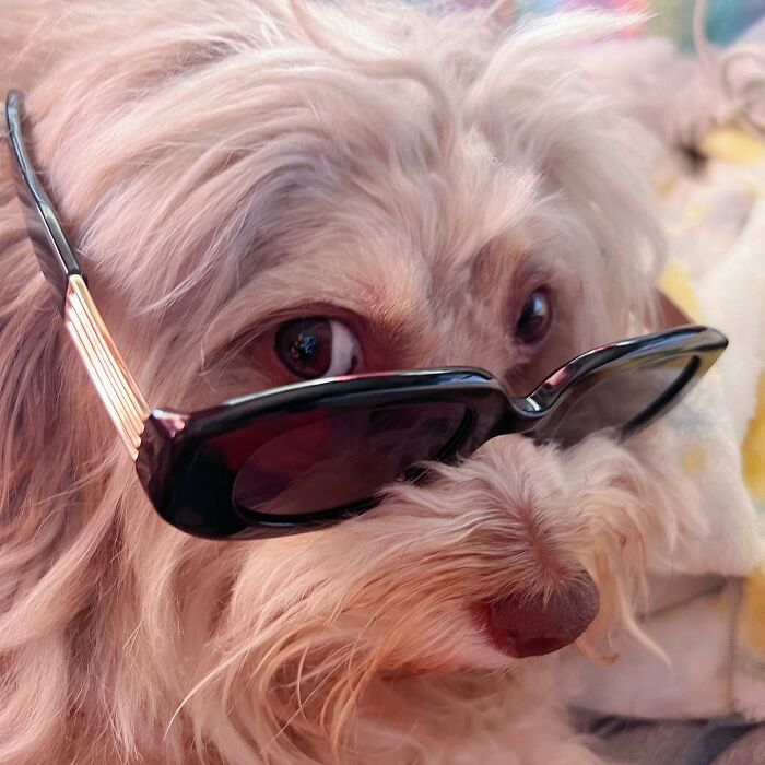 This Dog Has A Human-Like Face, And It's Creating A Buzz Online