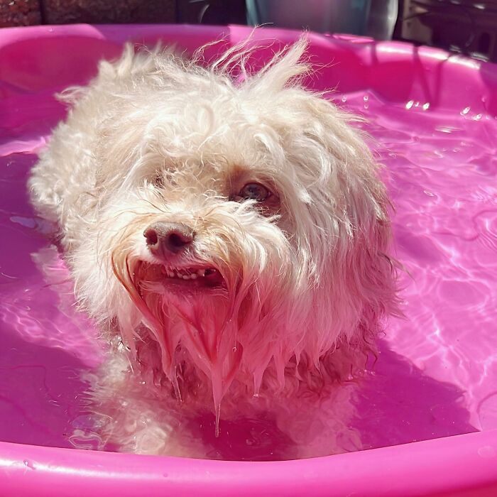 This Dog Has A Human-Like Face, And It's Creating A Buzz Online