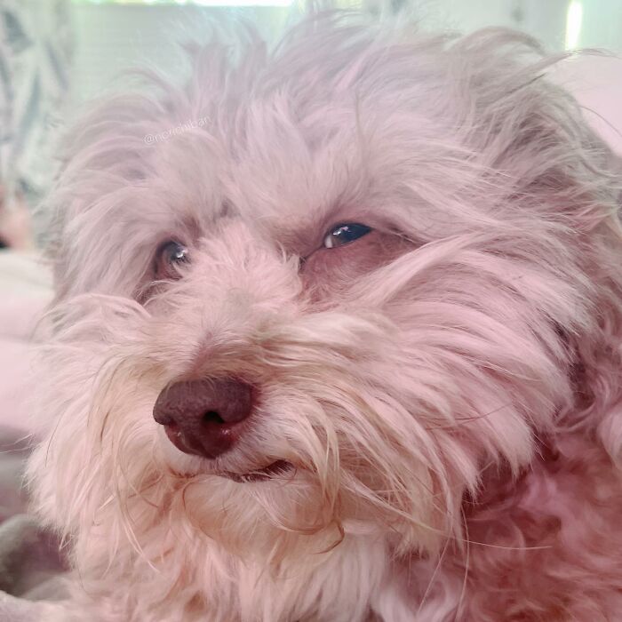 This Dog Has A Human-Like Face, And It's Creating A Buzz Online