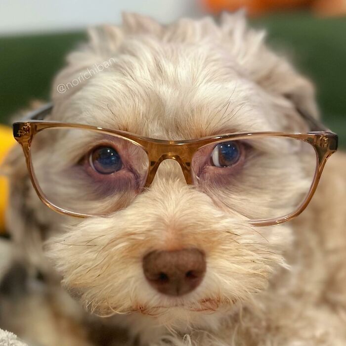 This Dog Has A Human-Like Face, And It's Creating A Buzz Online