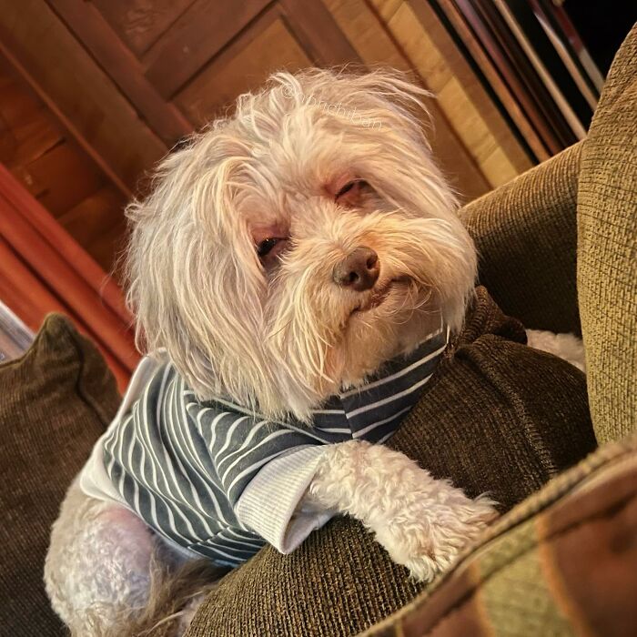 This Dog Has A Human-Like Face, And It's Creating A Buzz Online