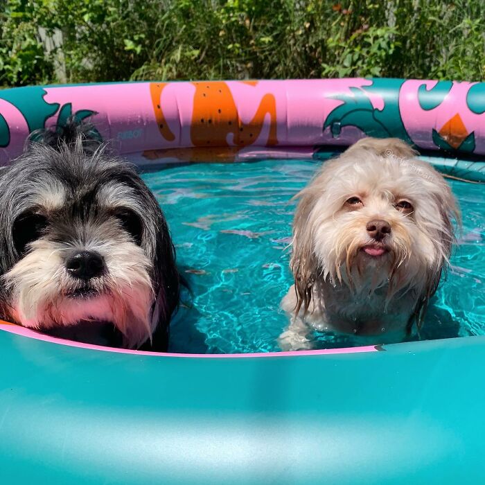 This Dog Has A Human-Like Face, And It's Creating A Buzz Online