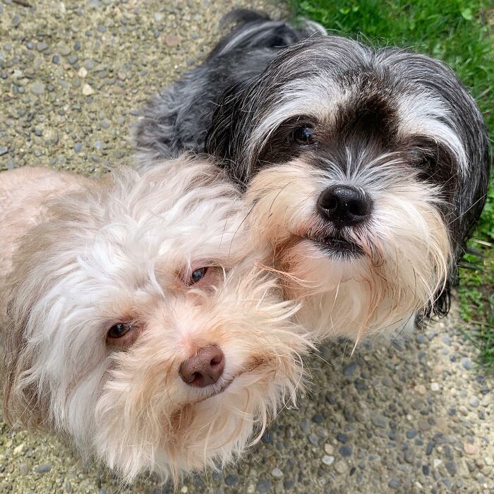 This Dog Has A Human-Like Face, And It's Creating A Buzz Online