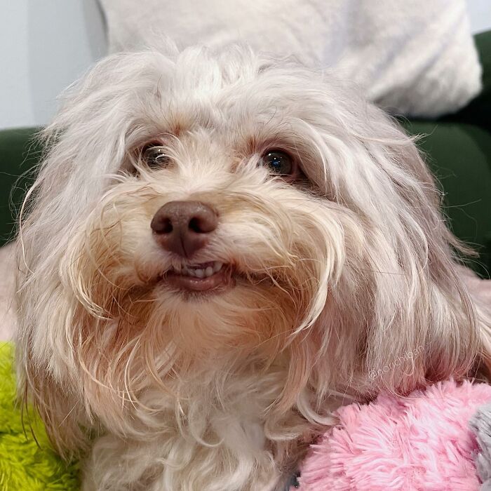 This Dog Has A Human-Like Face, And It's Creating A Buzz Online