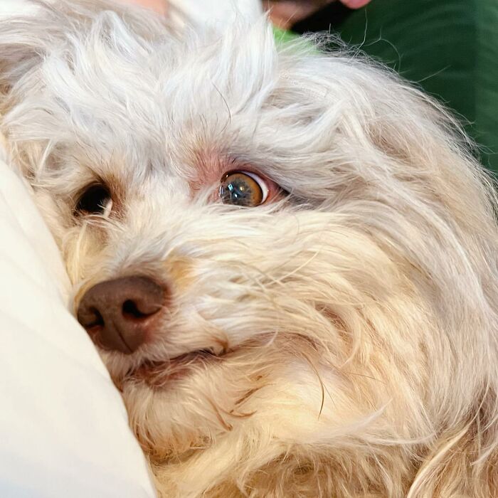 This Dog Has A Human-Like Face, And It's Creating A Buzz Online