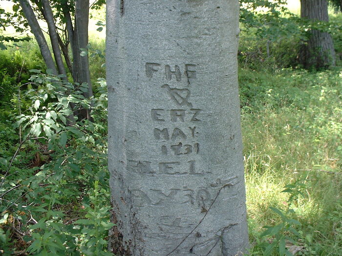 My Parents Carved Their Initials On This Tree, 1939