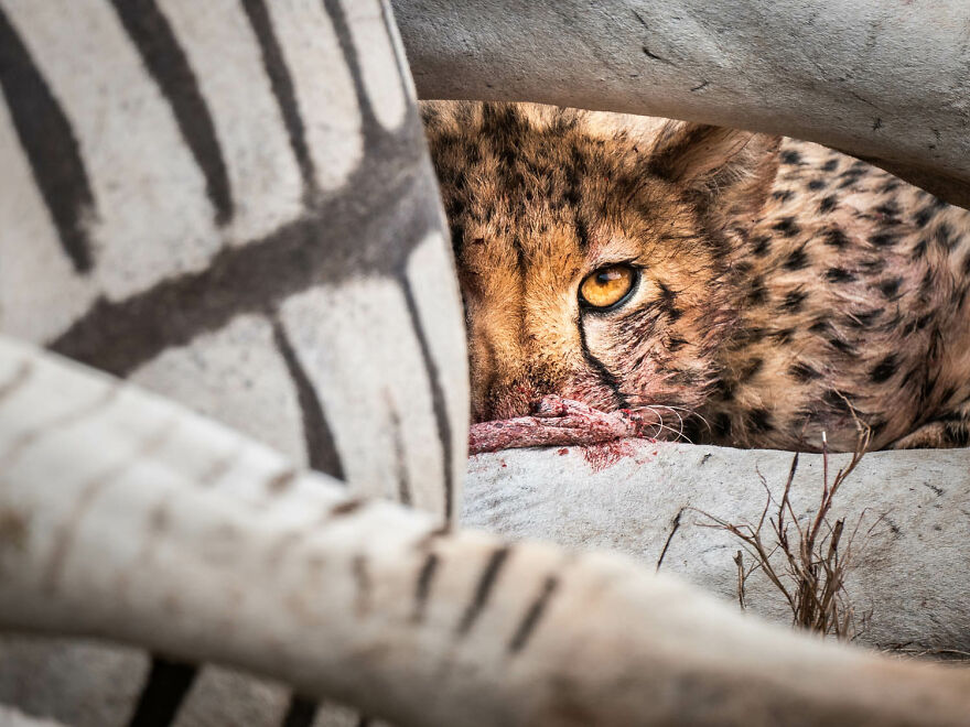 Category Mammals, 8th Place Winner: "In The Eye Of The Cheetah" By Monika Morlak