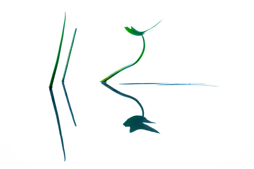 Category Plants And Fungi, 1st Place Winner: "Arrowhead" By Heike Odermatt