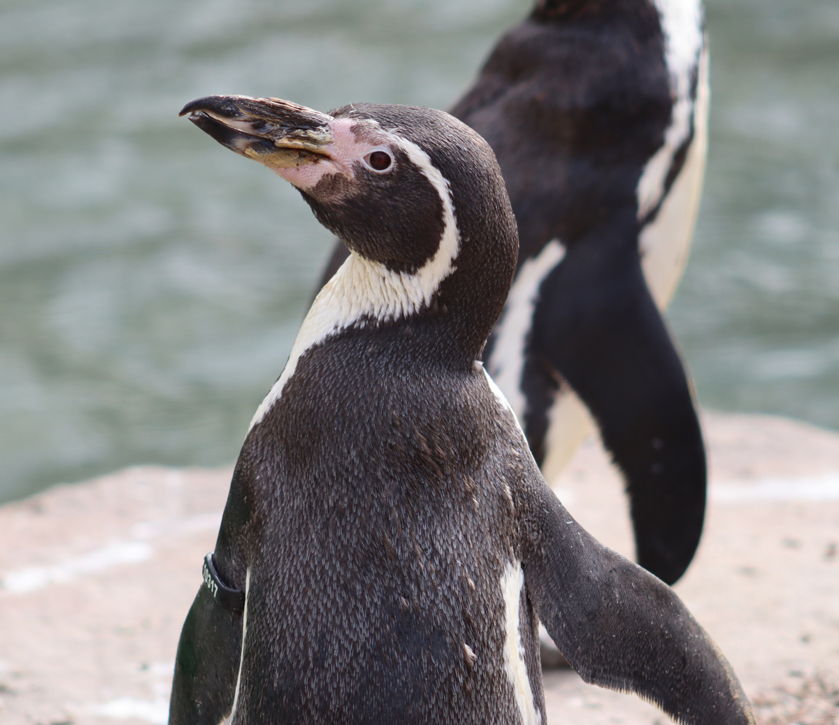 11 Adorable Humboldt Penguin Chicks Are Melting Hearts All Over The Internet
