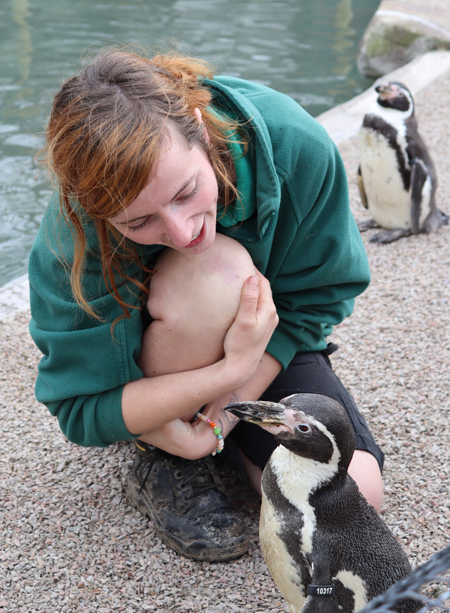 11 Adorable Humboldt Penguin Chicks Are Melting Hearts All Over The Internet