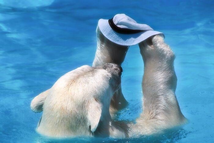 I Photographed Polar Bear's Hat Trick (16 Pics)