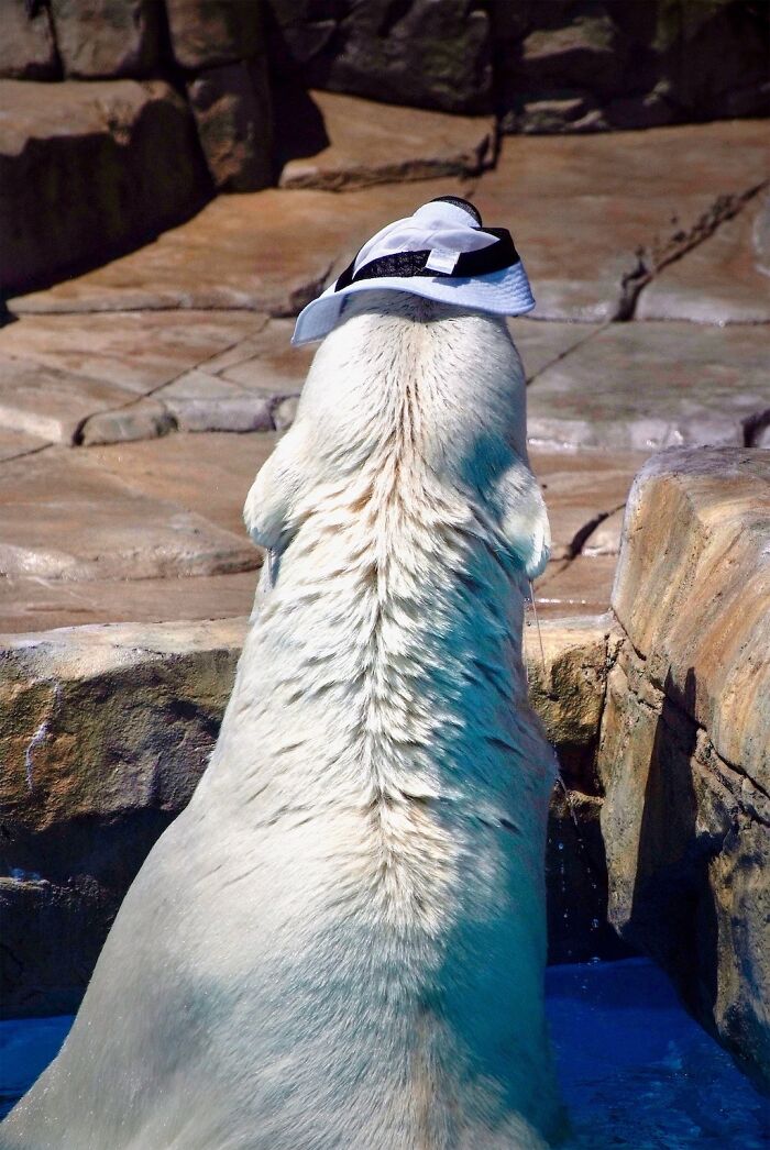 I Photographed Polar Bear's Hat Trick (16 Pics)