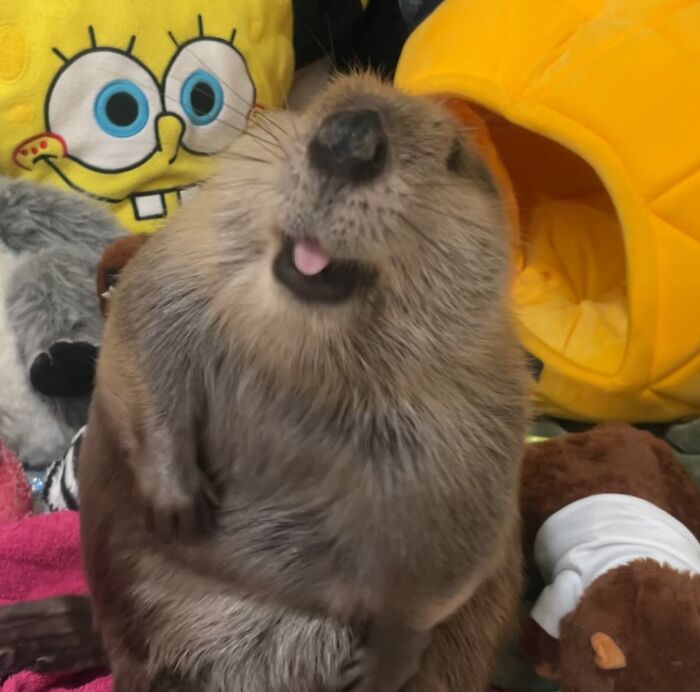 Tulip The Rescued Beaver Finds Love And Purpose As A Big Sister To A Tiny Beaver Petunia