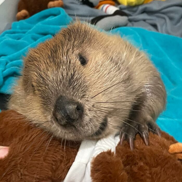 Tulip The Rescued Beaver Finds Love And Purpose As A Big Sister To A Tiny Beaver Petunia