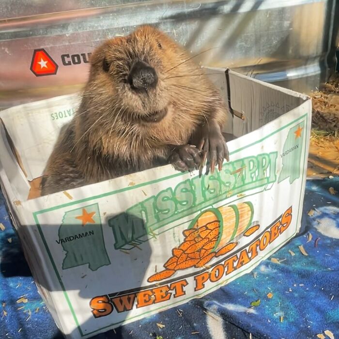 Tulip The Rescued Beaver Finds Love And Purpose As A Big Sister To A Tiny Beaver Petunia