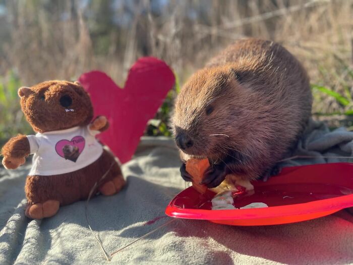 Tulip The Rescued Beaver Finds Love And Purpose As A Big Sister To A Tiny Beaver Petunia