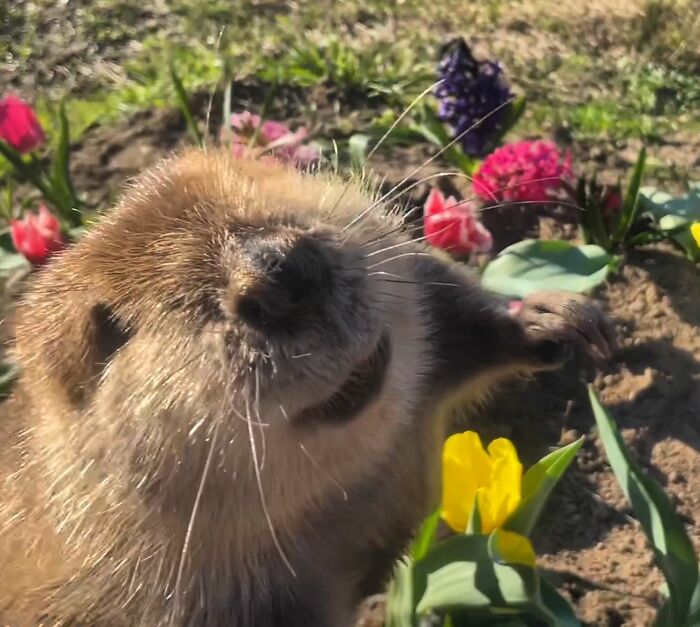 Tulip The Rescued Beaver Finds Love And Purpose As A Big Sister To A Tiny Beaver Petunia