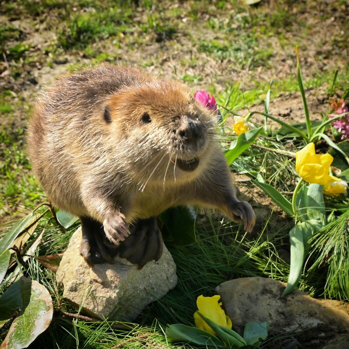 Tulip The Rescued Beaver Finds Love And Purpose As A Big Sister To A Tiny Beaver Petunia