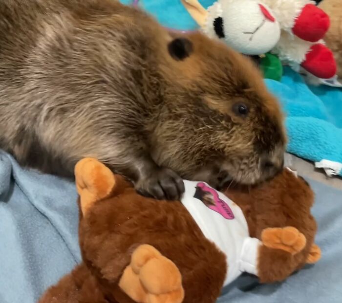 Tulip The Rescued Beaver Finds Love And Purpose As A Big Sister To A Tiny Beaver Petunia