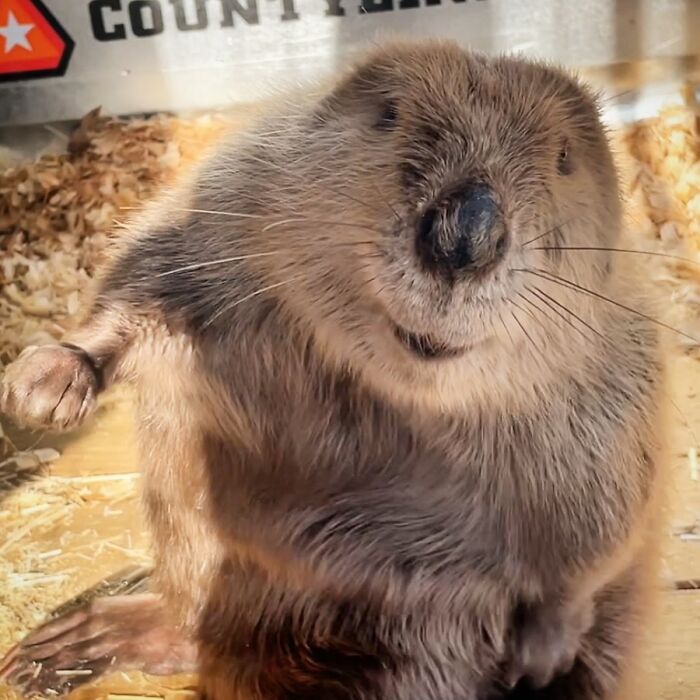 Tulip The Rescued Beaver Finds Love And Purpose As A Big Sister To A Tiny Beaver Petunia