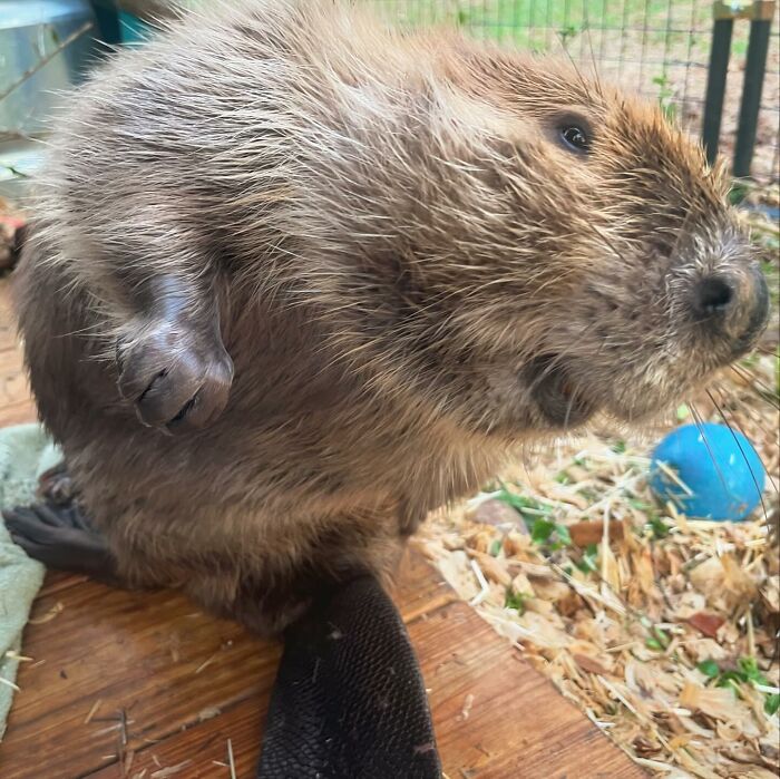 Tulip The Rescued Beaver Finds Love And Purpose As A Big Sister To A Tiny Beaver Petunia