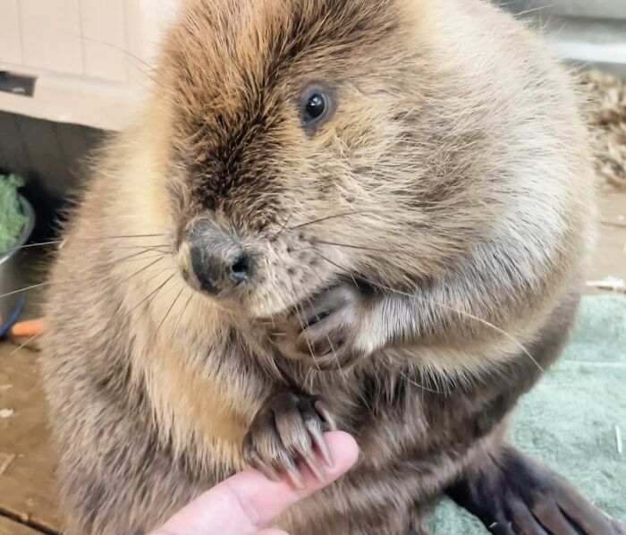 Tulip The Rescued Beaver Finds Love And Purpose As A Big Sister To A Tiny Beaver Petunia
