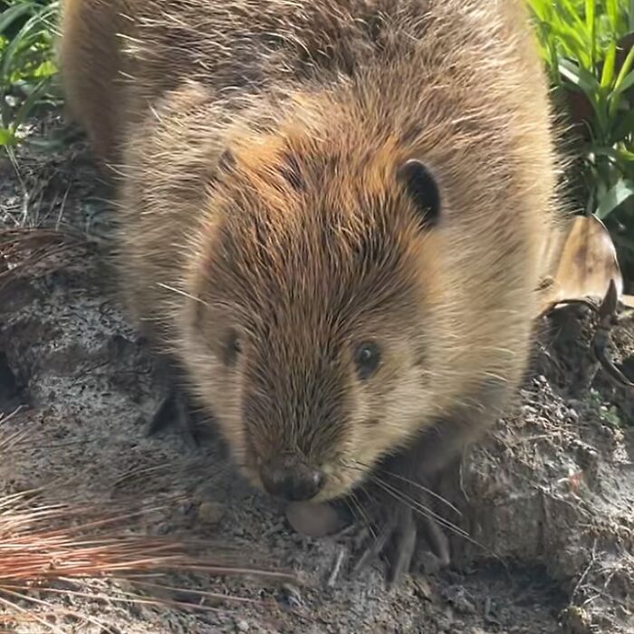 Tulip The Rescued Beaver Finds Love And Purpose As A Big Sister To A Tiny Beaver Petunia